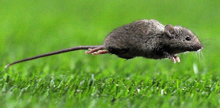 Chú chuột này đang ra sức chạy.